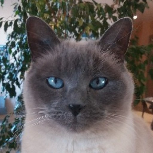 Lucette 